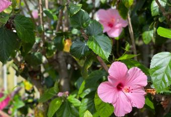 Casa Flamingo allows 18 year olds to book a room