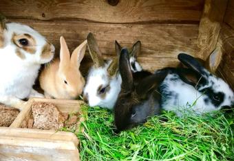   alioji stotel   butiko namukas dviems has rooms with a private hot tub