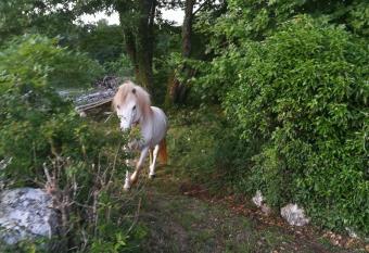 Vila Una Ira has Balcony rooms