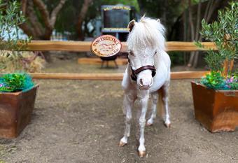 The Pony Experience; Glamping with Private Petting Zoo has Balcony rooms