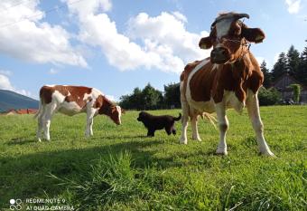 ZALASEK Gospodarstwo Agroturystyczne z Alpakami has Balcony rooms