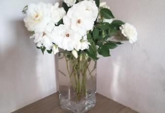 The Croc Guest house allows 18 year olds to book a room