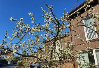 Ripb  ret has Balcony rooms