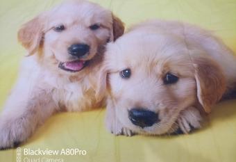 Rosa House has Balcony rooms