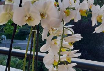 Alloggio Orchidea has Balcony rooms