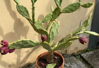 Momy s House has Balcony rooms