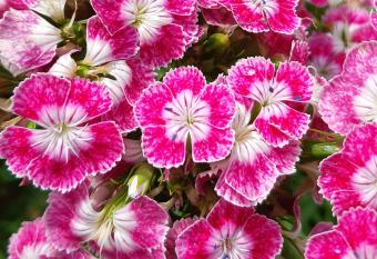 Zeus Bungalow has Balcony rooms