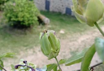Ferme de fenivou has Balcony rooms