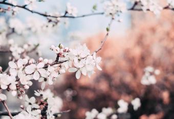 Linden has Balcony rooms