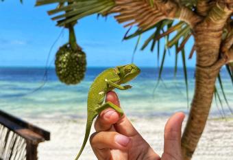 Z-Lodge Zanzibar has Balcony rooms