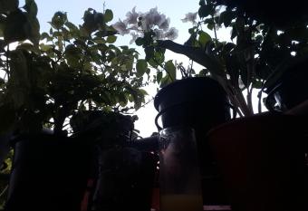 Fizys lodge has Balcony rooms