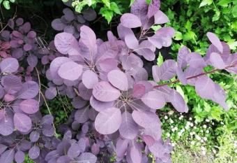 Residenza Liliana allows 18 year olds to book a room