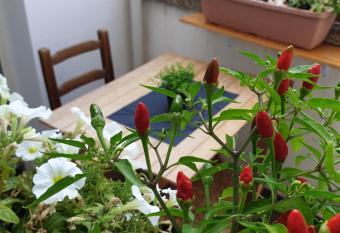 31BARRA29 has Balcony rooms