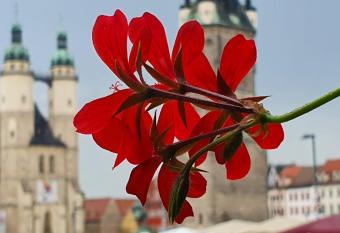 Budget rooms in Halle with shared bathroom, Free WiFi, Netflix & iPad allows 18 year olds to book a room
