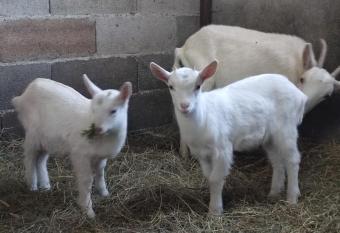 Relais de la poste allows 18 year olds to book a room