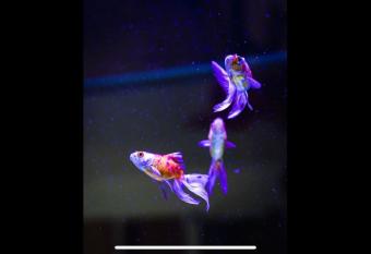 Mono Luxe Villa in Newcastle Upon Tyne allows 18 year olds to book a room