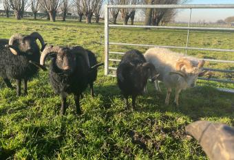 Bed en Wellness de Paauw has rooms with a private hot tub