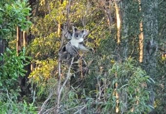 The Tree House and train has Balcony rooms