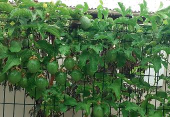 FRUITS DE LA PASSION has Balcony rooms