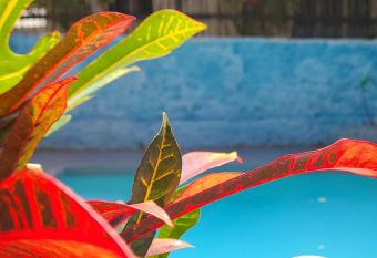 Jambiani Guest Lodge LITHAM has Balcony rooms