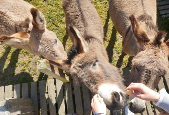 Camping de la ferme aux   nesses, mobil home myrtille has Balcony rooms