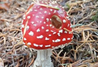 Toad Hall Hostel allows 18 year olds to book a room