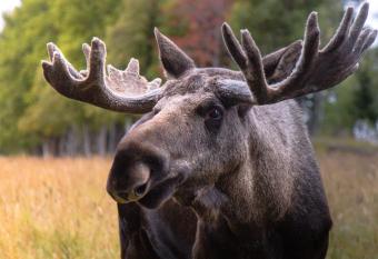 Moose Garden has Balcony rooms