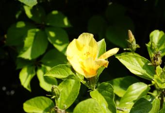 Mountain View Villa Marmaris has Balcony rooms