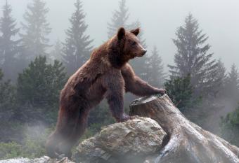 Omeo Suites Big Bear allows 18 year olds to book a room