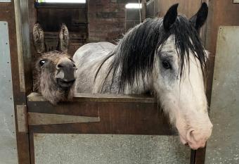 Holywell Grange Farm has Balcony rooms