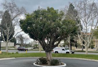 Chino Motel has Smoking rooms