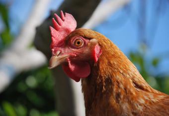 La Tinassara has Balcony rooms