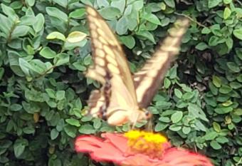 Villa Jardin de Mariposas allows 18 year olds to book a room