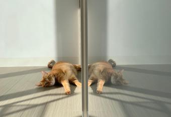                          Koju Business Guesthouse                 allows 18 year olds to book a room