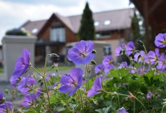 Steffis - Hof has Balcony rooms