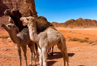 Wadi Rum POLARIS camp has Balcony rooms