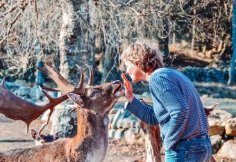 Damwildfarm in Rollerb   S  dschweden has Balcony rooms