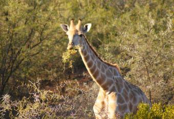 Zwartberg View Mountain Lodge has Balcony rooms