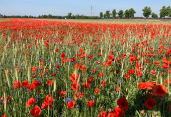 Lutki Dom allows 18 year olds to book a room