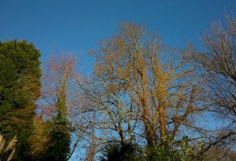 Thornybank has Balcony rooms
