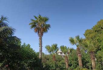 palm-tree has Balcony rooms