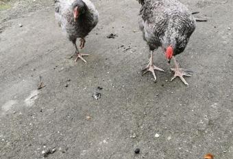 Maison familiale avec jacuzzi int  rieur has rooms with a private hot tub