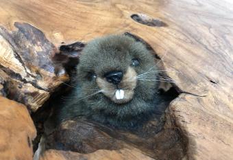 Castor Coquin Aubagne Cassis Aix en Provence allows 18 year olds to book a room