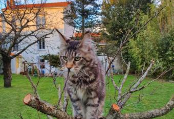 La Maison du Main Coon allows 18 year olds to book a room