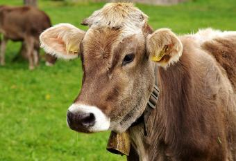 Gr  nes Allg  u Simon Held has Balcony rooms