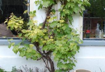 De Salon op Schiermonnikoog has Balcony rooms