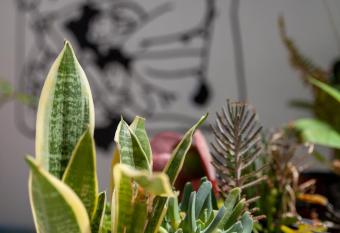 MeMeraki Artist Residency allows 18 year olds to book a room