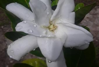 Royal Camping TENTE NON INCLUSE Espace Camping allows 18 year olds to book a room