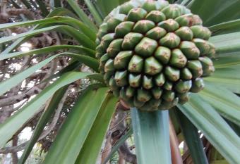 Le petit cactus 1 has Balcony rooms