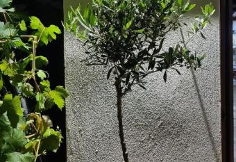 Cretan House Antonis has Balcony rooms